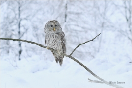 <p>PUŠTÍK BĚLAVÝ (Strix uralensis) - sokolnicky vedený /Ural owl - Habichtskauz/</p>
